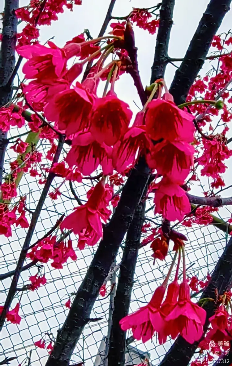 万州区樱花渡公园松月樱花醉美了!